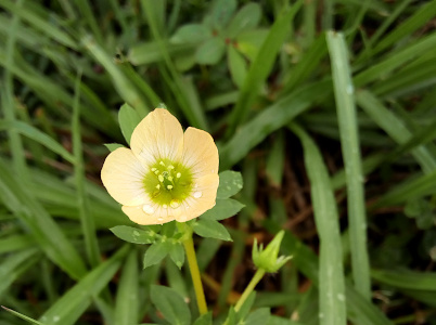 [This flower has five wide overlapping petals with yellow at the outer edges, white toward the middle, and green at the center. There are three large dew drops on the petals at the lower part of the image. The stamen have white tops and are easily seen against the green background. This plant is not much taller than the surrounding grass.]